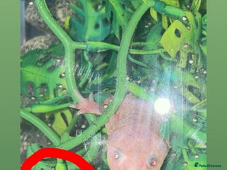 Other/Mixed Breed fish - Advert 2