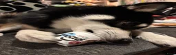 Pomsky dogs for sale: Apollo in Stevenage - Advert 2