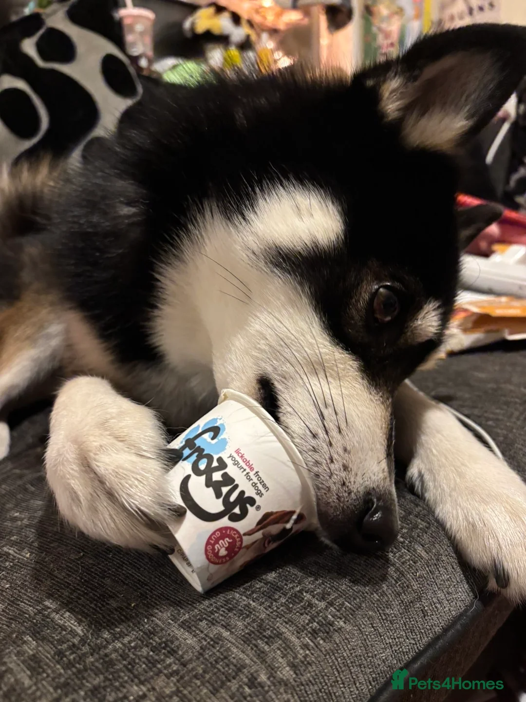Pomsky dogs for sale: Apollo in Stevenage - Advert 2