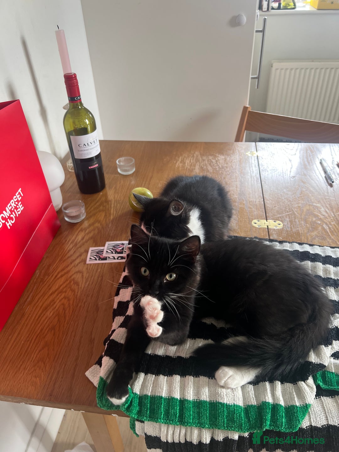 Mixed Breed cats for sale: Sweetest Bonded 6 month kittens (brother & Sister) - Advert 6