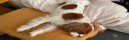 Cavalier King Charles Spaniel dogs for sale: Coco cavalier King Charles  - Advert 7