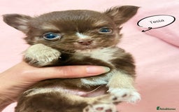 Chihuahua dogs for sale: 🔥 Adorable long-haired Chihuahua puppies for sale - Image 16