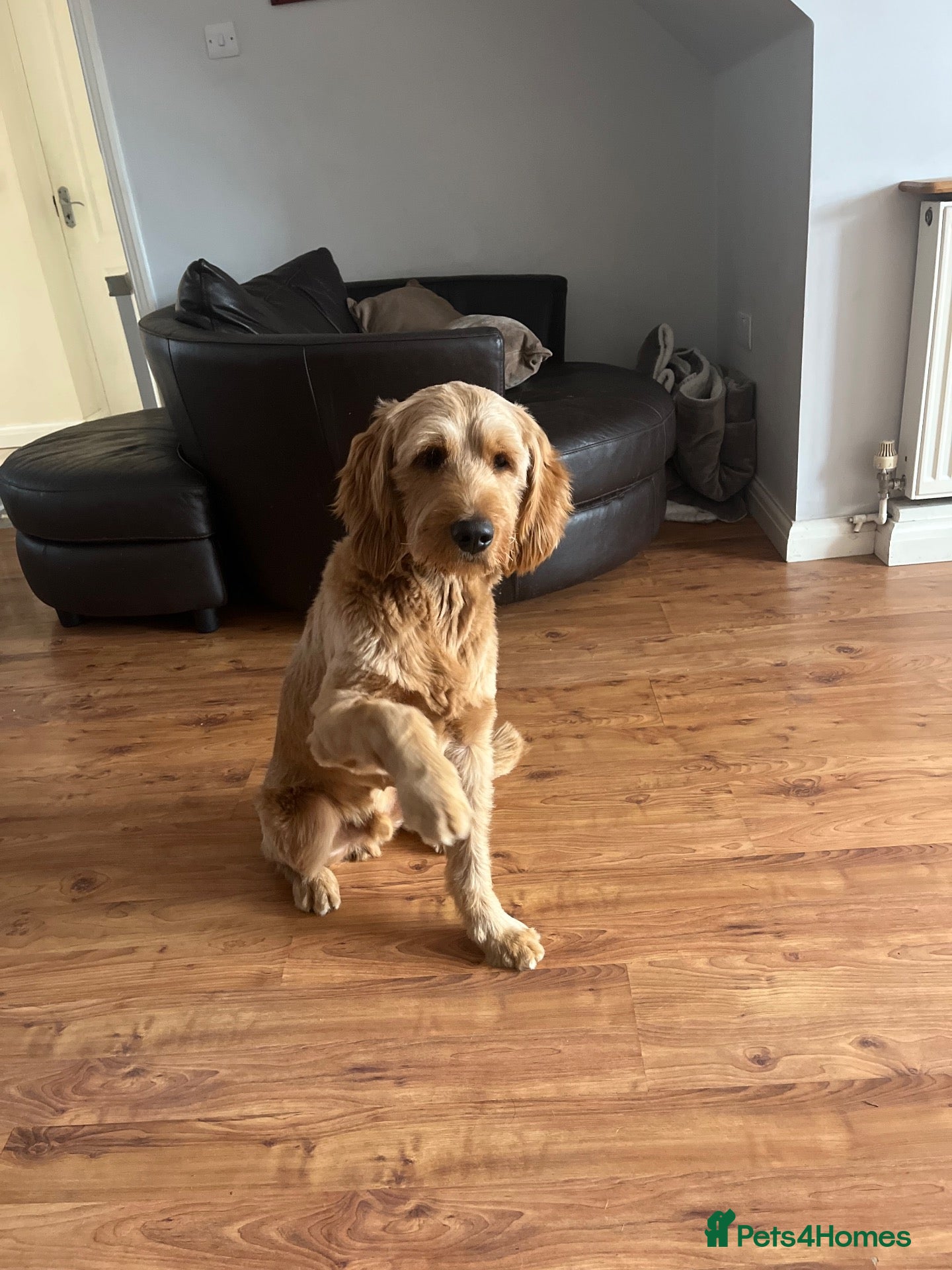 Mixed Breed dogs Reggie - Advert 1