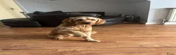 Mixed Breed dogs for sale: Reggie in Gravesend - Advert 1