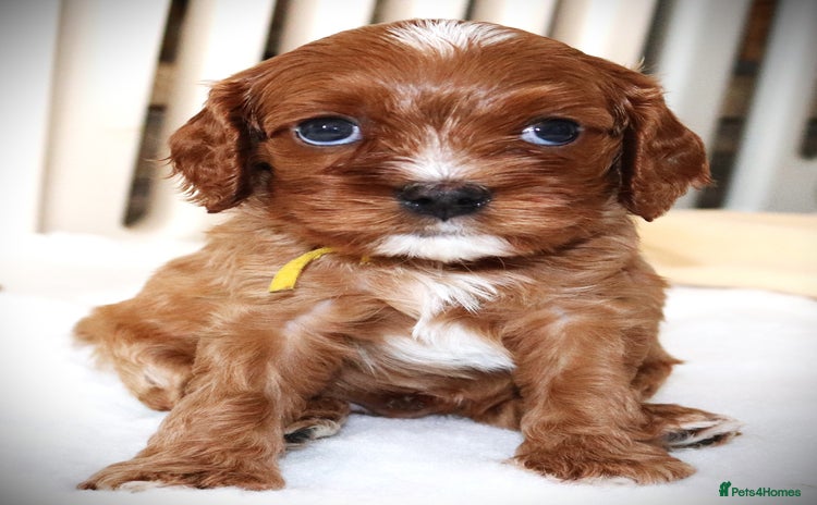 Cavapoo dogs - Advert 1