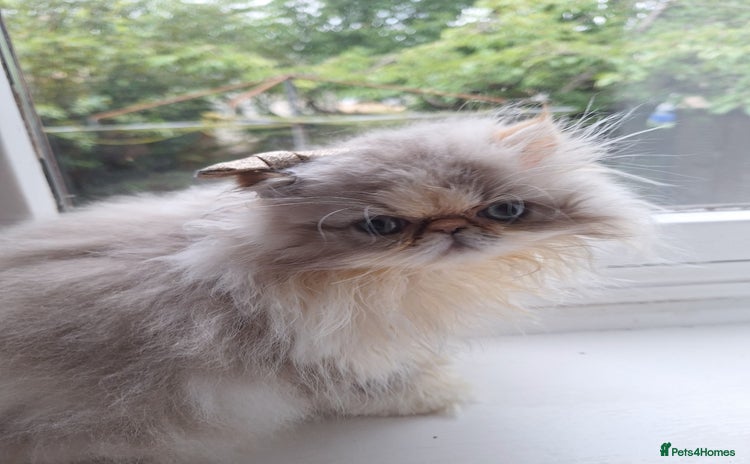 Persian cats - Advert 1