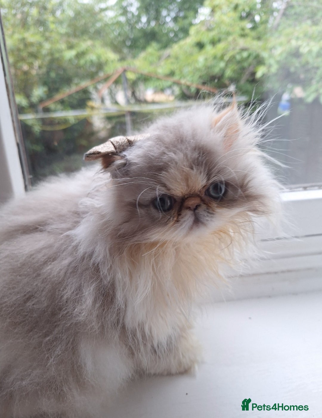 Persian cats for sale: Lovely Persian kitten  - Image 1