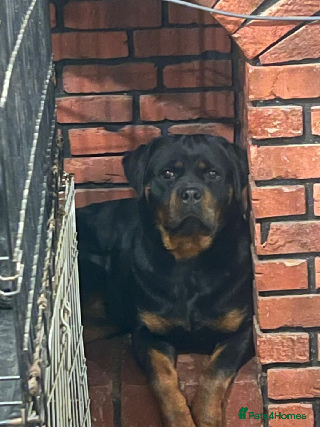 Rottweiler dogs for sale: 🐶 KC Rottweiler Puppies – German ADRK Bloodlines - Advert 11