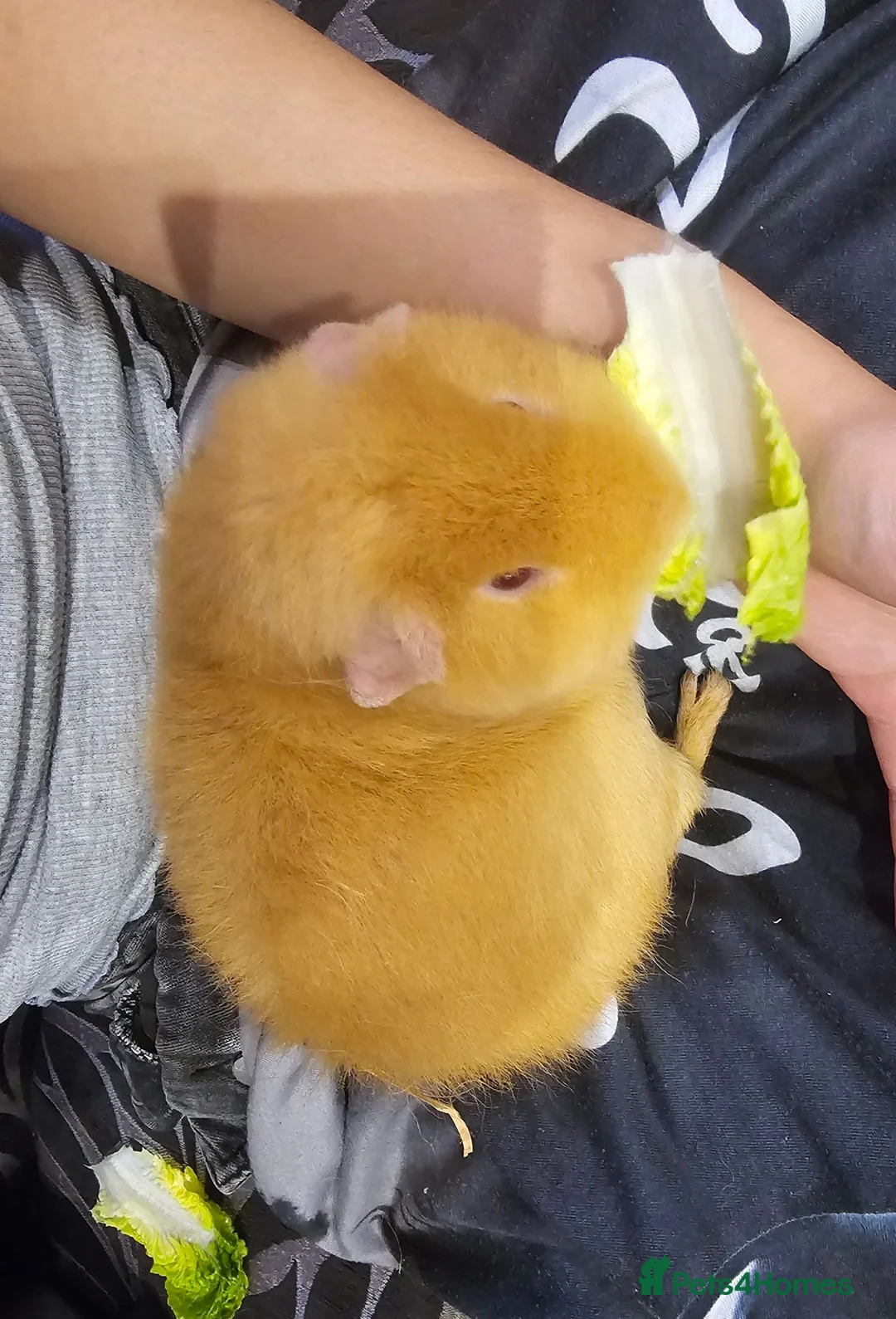 Guinea Pig rodents for sale: Two male guinea pigs free to a good home in Rugby - Advert 6