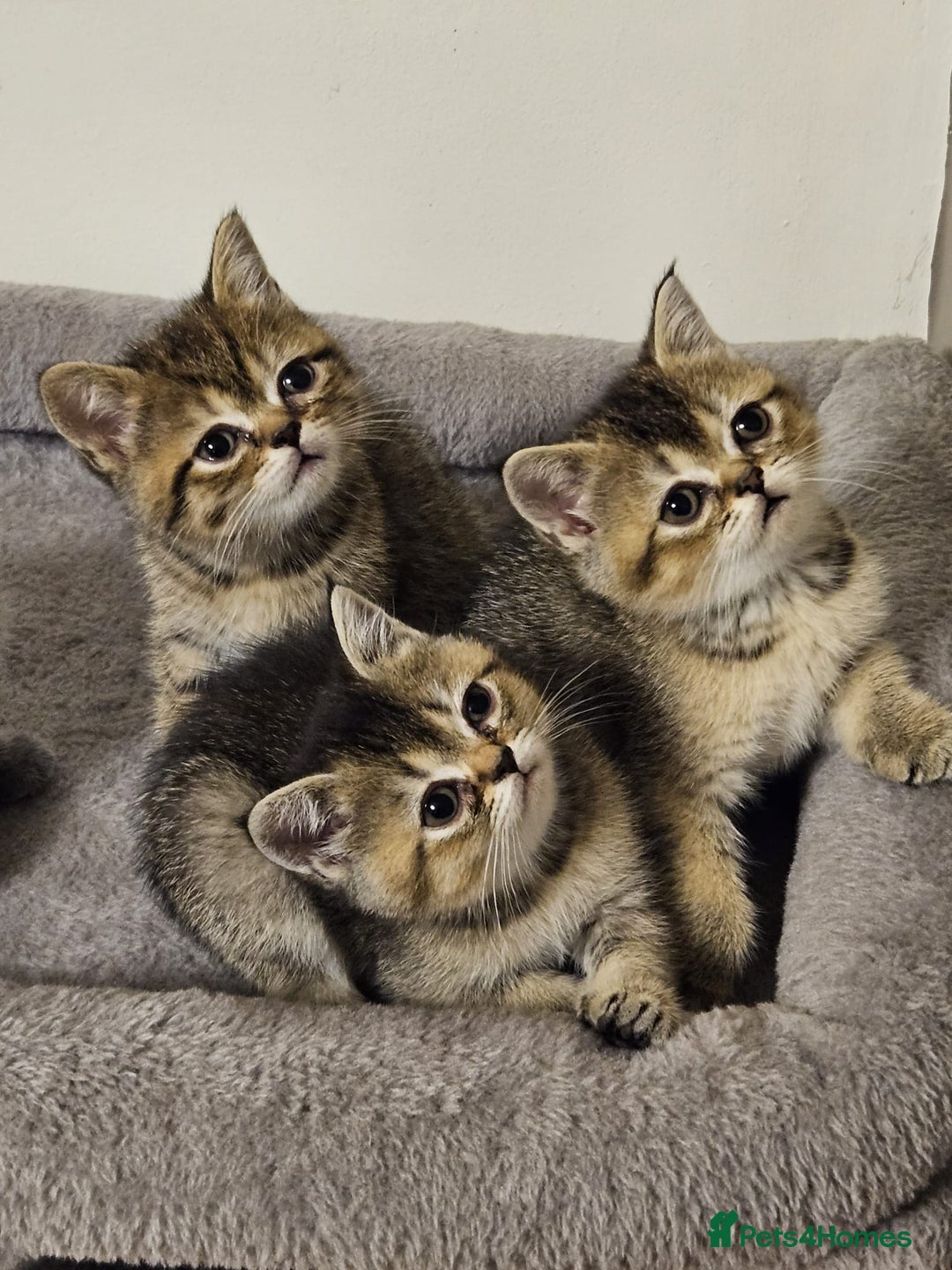 British Shorthair cats for sale: British Shorthair Kittens Full Pedigree Parents  - Advert 13