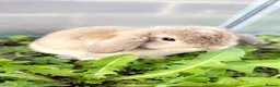 Mini Lop rabbits for sale: Mini Lop Bunny  in Houghton le Spring - Advert 2
