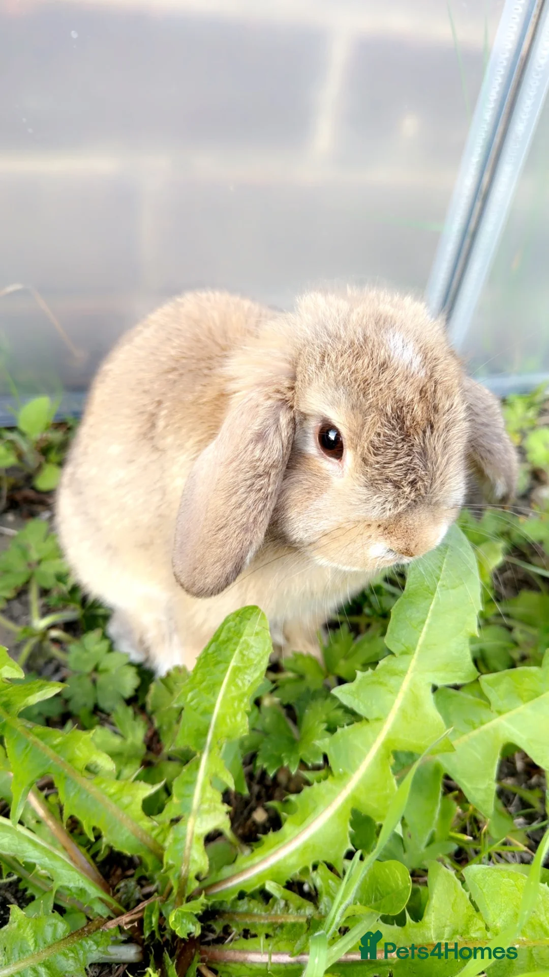 Mini Lop rabbits for sale: Mini Lop Bunny  in Houghton le Spring - Advert 2