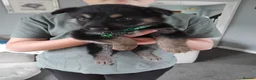 German Shepherd dogs for sale: Beautiful German shepherd puppies  - Advert 8