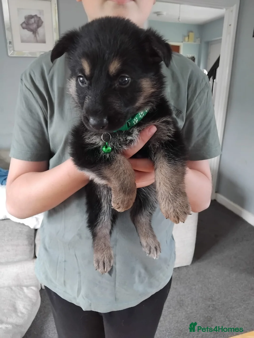 German Shepherd dogs for sale: Beautiful German shepherd puppies  - Advert 8