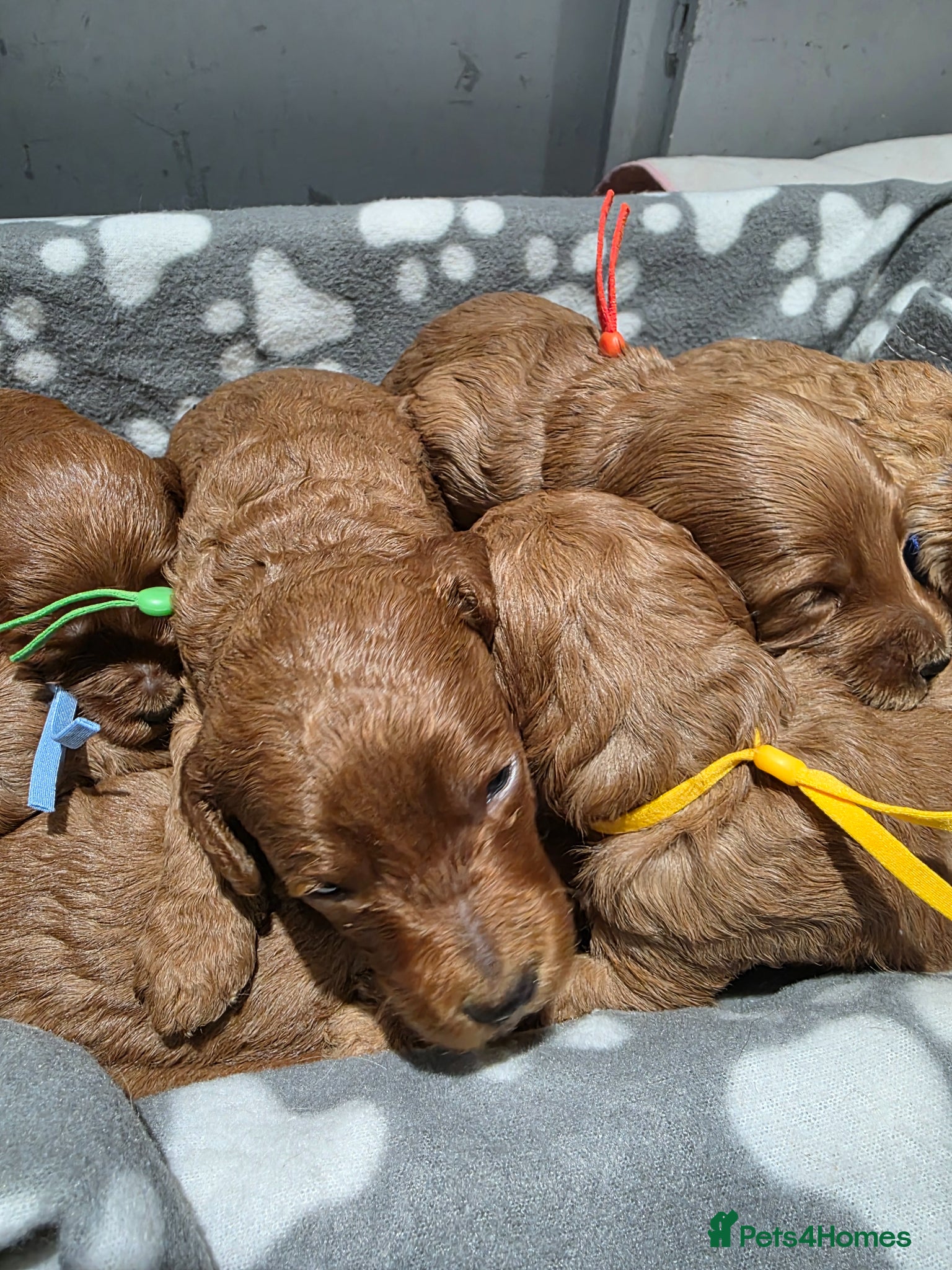 Cockapoo dogs FULLY HEALTH TESTED COCKAPOOS - Advert 12