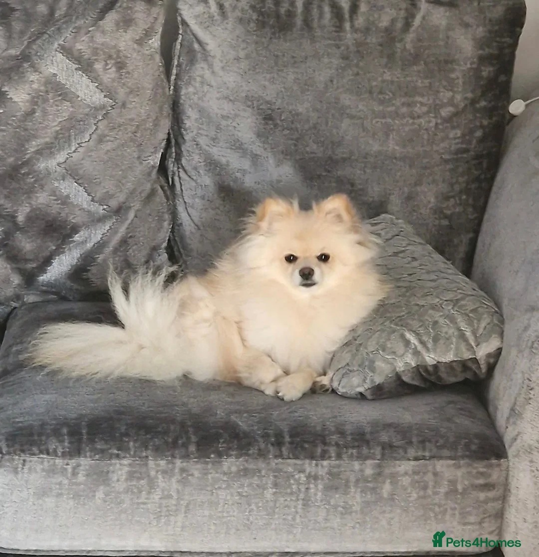 Pomeranian dogs for sale: Poppie - Advert 4