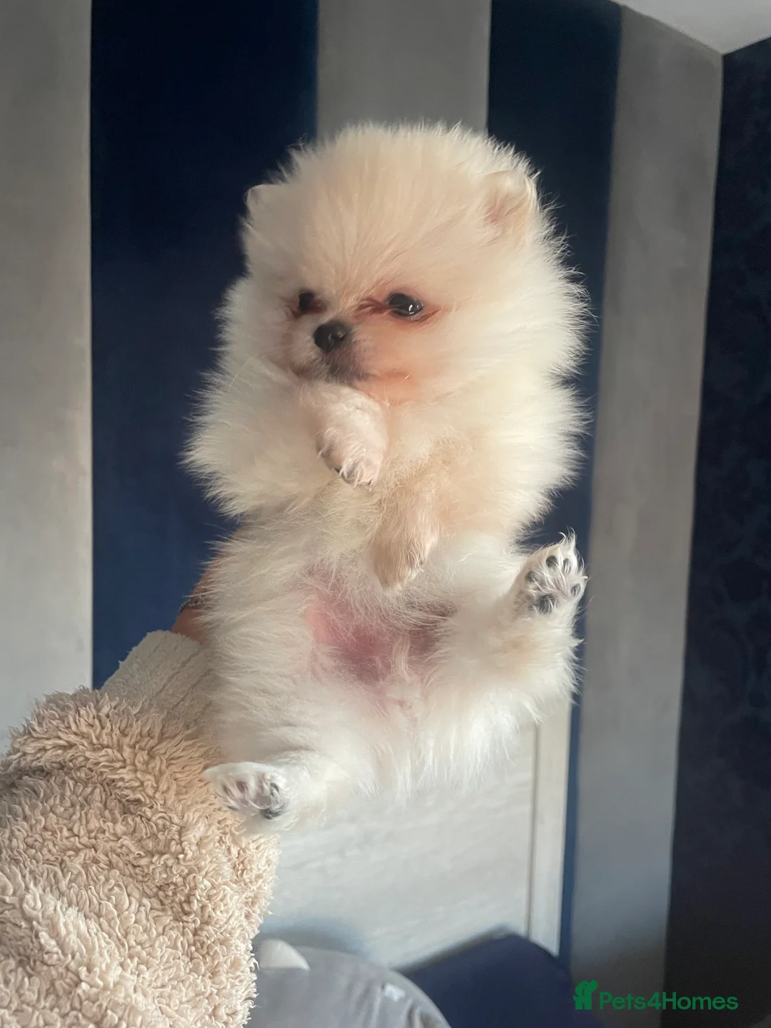Pomeranian dogs for sale: White KENNEL CLUB Registered CHAMPION Bloodlines - Advert 34