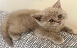 British Shorthair cats for sale: Gorgeous British Shorthair Kittens - Image 9
