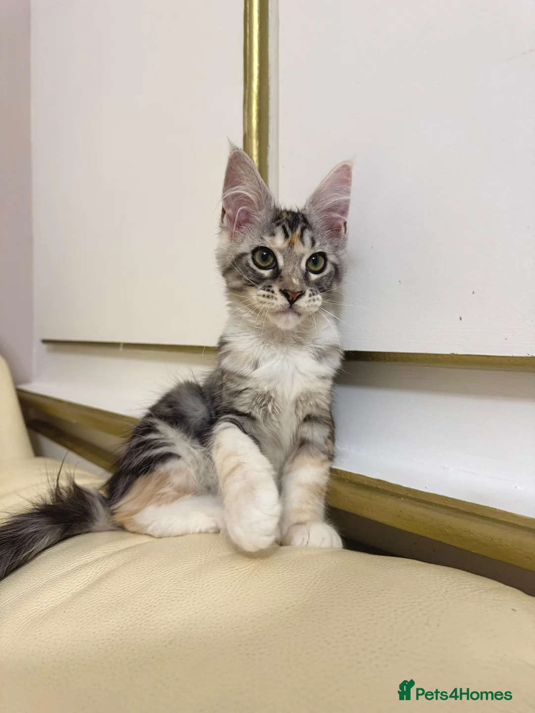 Maine Coon cats for sale: MaineCoonKitten🏆20+gen🧬Outstadning Full Pedigree - Advert 9
