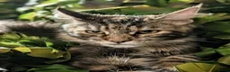 Maine Coon cats for sale: Mainecoon - Advert 6