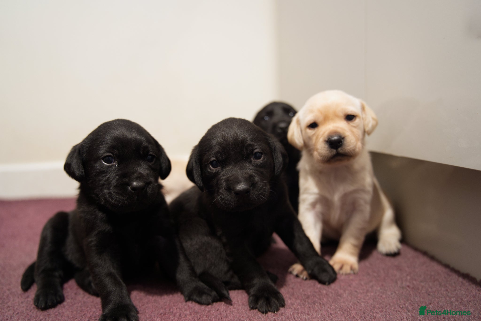 Labrador Retriever dogs for sale: Labrador puppies  - Advert 4