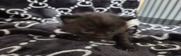 Mixed Breed cats for sale: Kittens for Sale in Bridlington - Advert 26