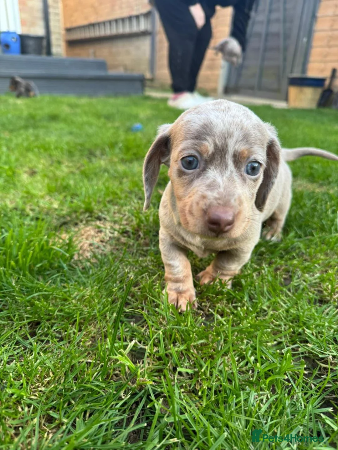 Miniature Dachshund dogs for sale: Lovely miniature dachshunds puppies for sale - Advert 2