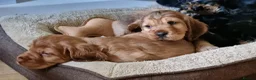 Cocker Spaniel dogs for sale: 🐾 Show Type Cocker Spaniel Boys – 2 Available - Advert 28