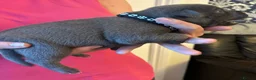 Staffordshire Bull Terrier dogs for sale: 🖤LAST BOY🖤 CH Bill & Nova - Advert 16