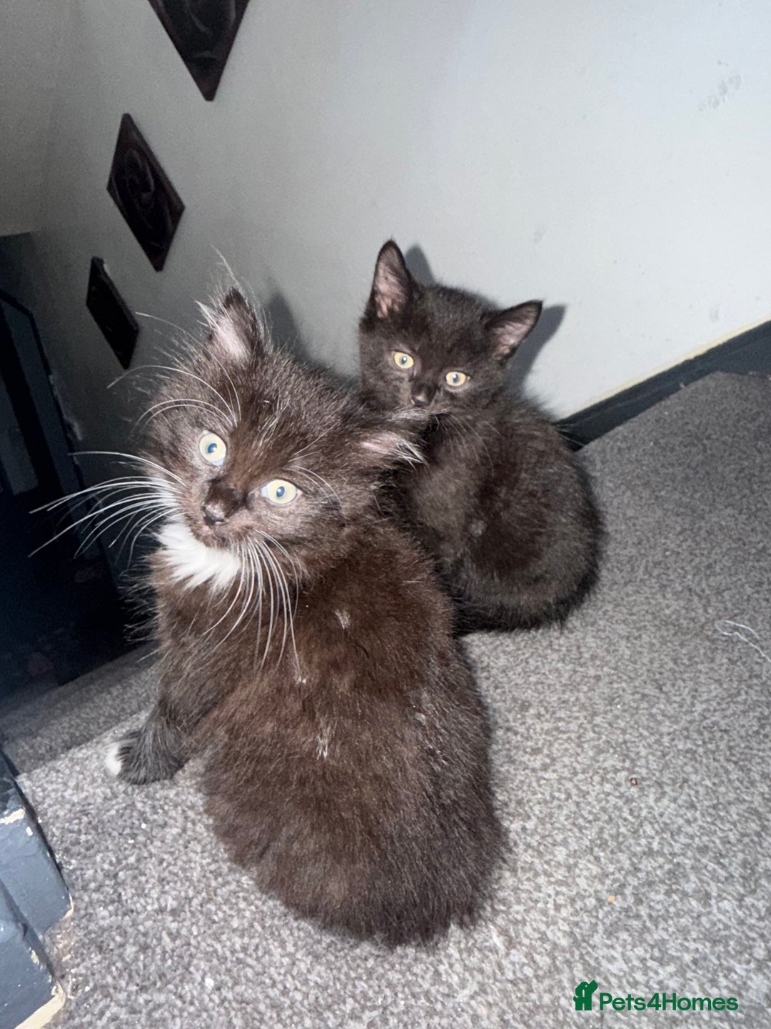 Maine Coon cats for sale: Half Mainecoon and Half British Shorthair  - Advert 11
