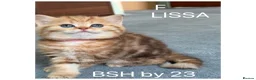British Shorthair cats for sale: British sh odd/blue eyed adorable kittens GCCF  - Advert 4