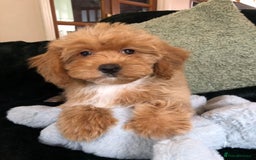 Mixed Breed dogs for sale: shihtzu x toy poodle puppies for sale - Image 10