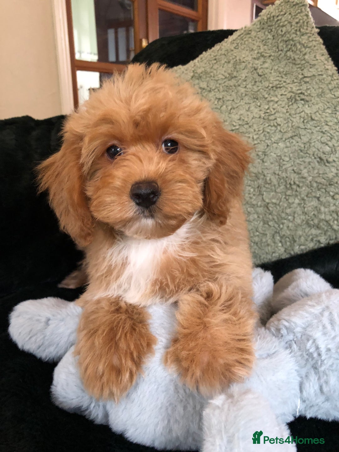 Mixed Breed dogs for sale: shihtzu x toy poodle puppies for sale - Image 10