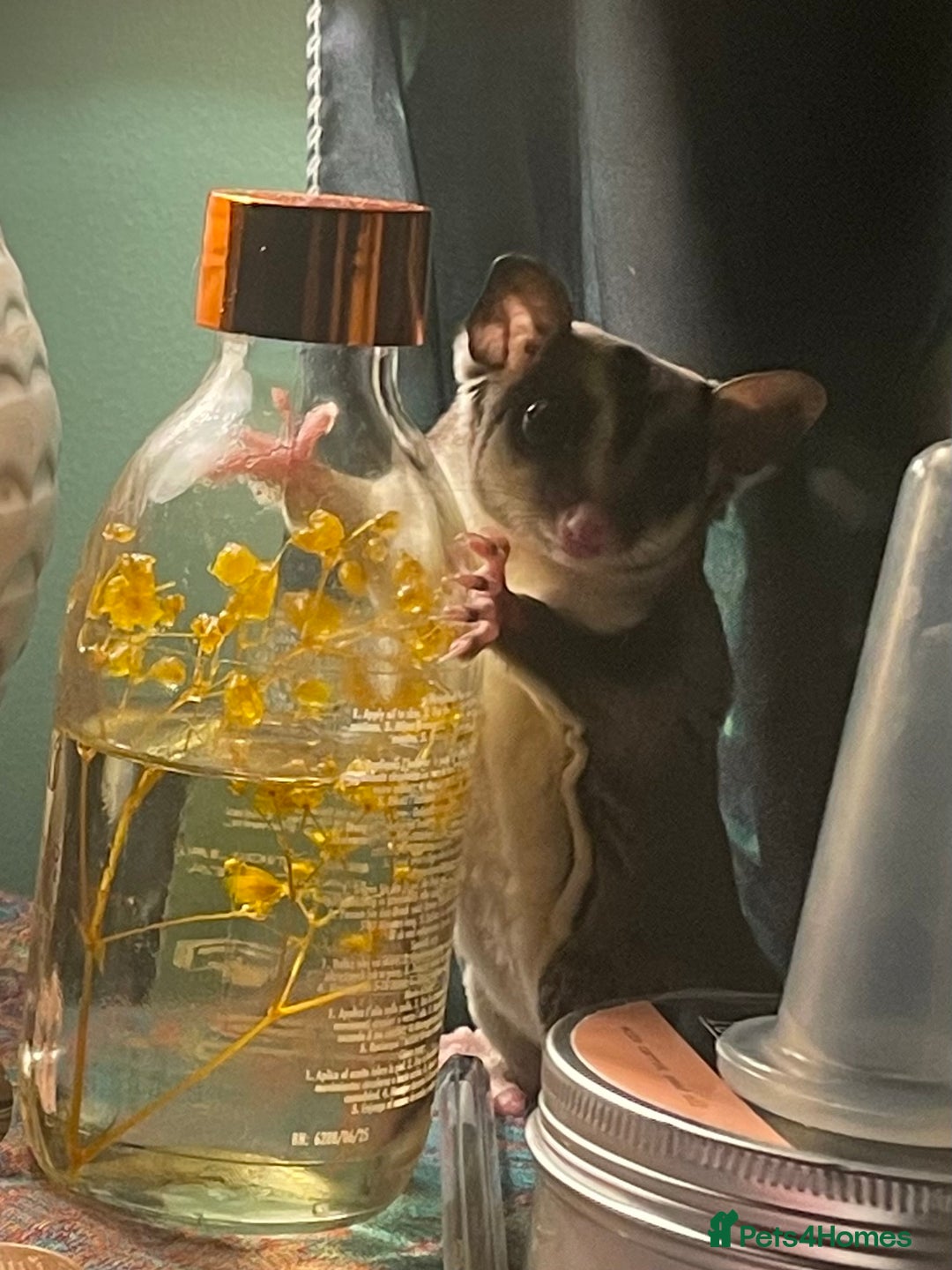 Sugar Glider rodents for sale: 2x sugar gliders for sale  - Advert 3