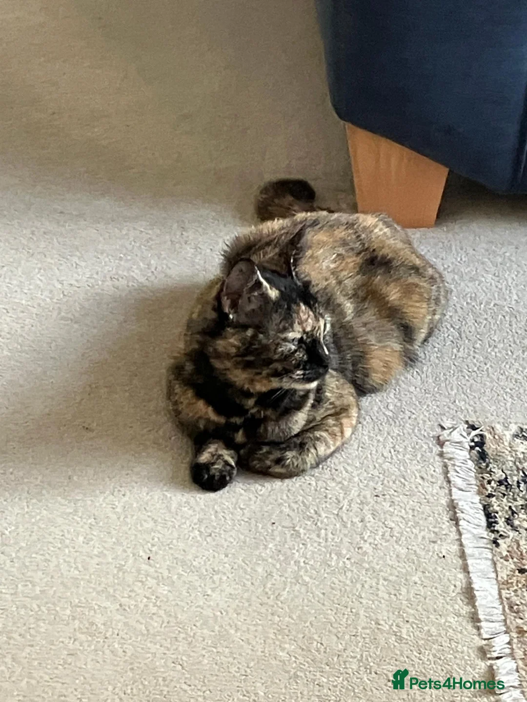 Mixed Breed cats for sale: Beautiful tortoiseshell cat - Advert 6