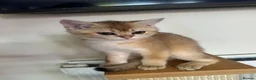 British Shorthair cats for sale: READY NOW! Pedigree kittens  - Advert 22