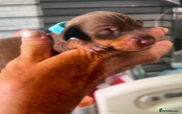 Miniature Dachshund dogs for sale: Miniature Dachshunds  - Image 7