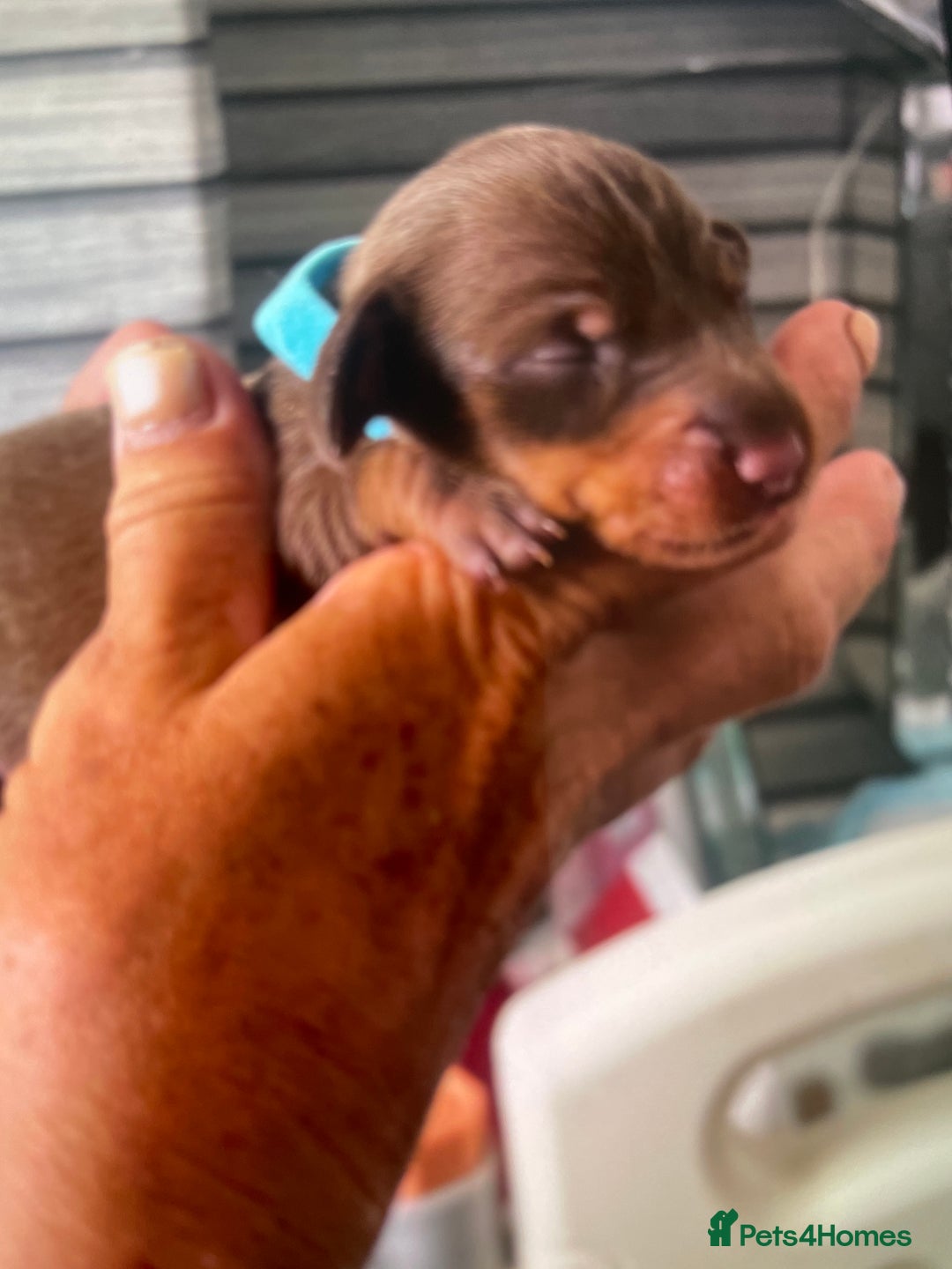 Miniature Dachshund dogs for sale: Miniature Dachshunds  - Image 7