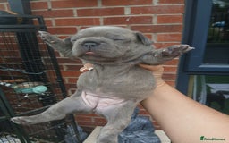 French Bulldog dogs for sale: Stocky frenchys 🏡😍 - Image 2