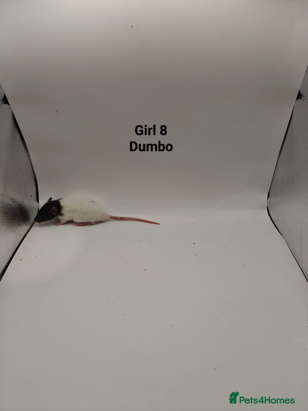 Rat rodents for sale: NOV: 18 Rats (8 Rats: 3 Boy & 5 Girls Left) - Advert 14