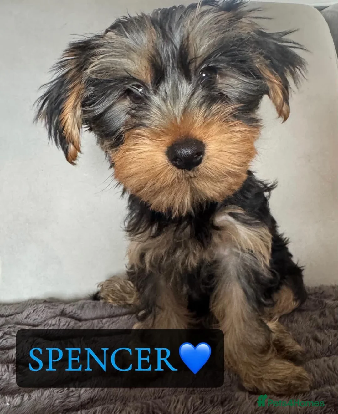 Yorkshire Terrier dogs for sale: Yorkshire Terrier Puppies - Advert 2