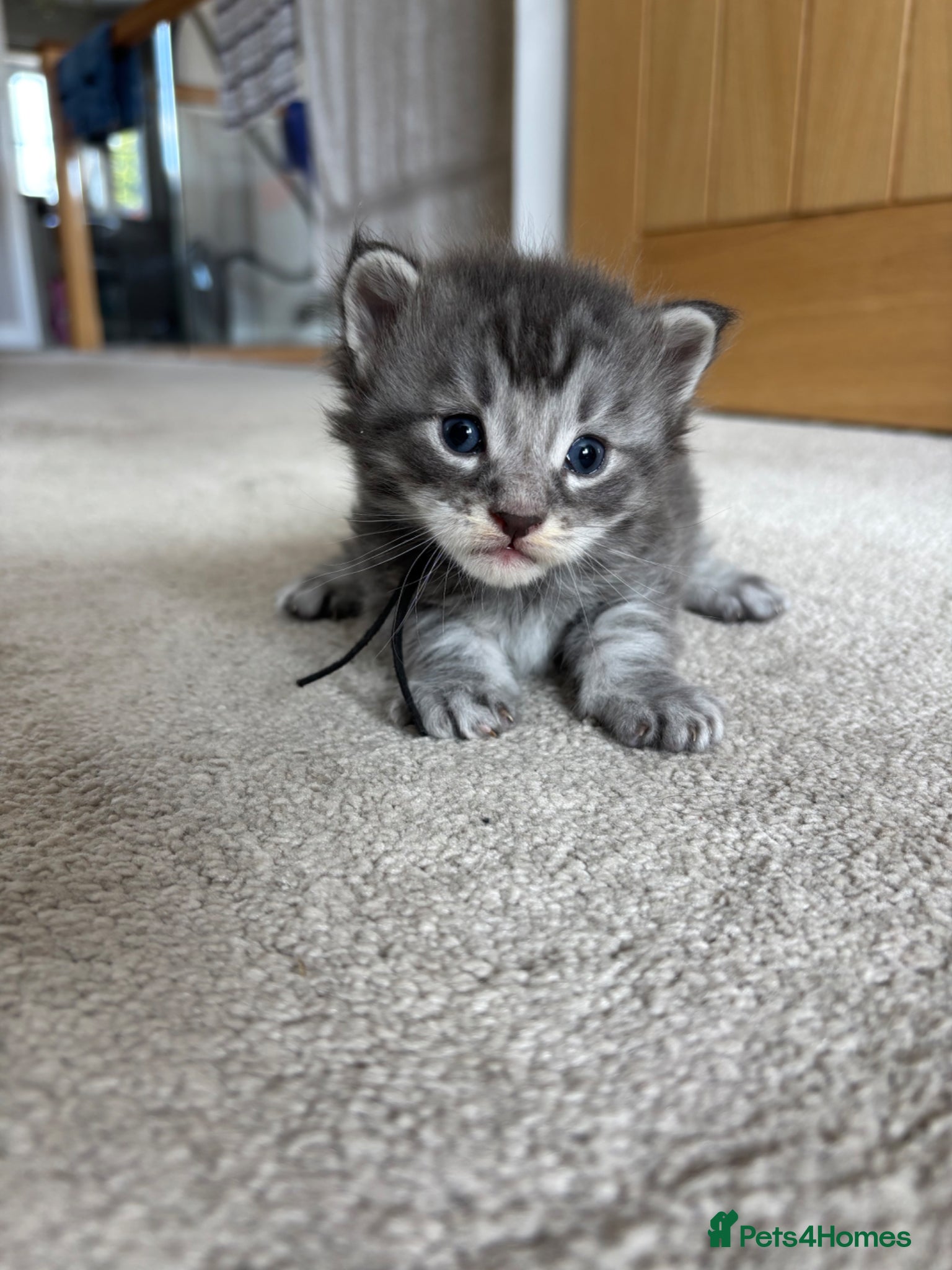 Maine Coon cats for sale: TICA Maine Coon Kittens  - Advert 19
