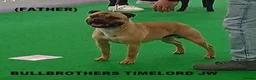 Staffordshire Bull Terrier dogs for sale: SBT KC REGISTATION PUPPIES, 6 BITCHES & 1 DOG - Advert 3