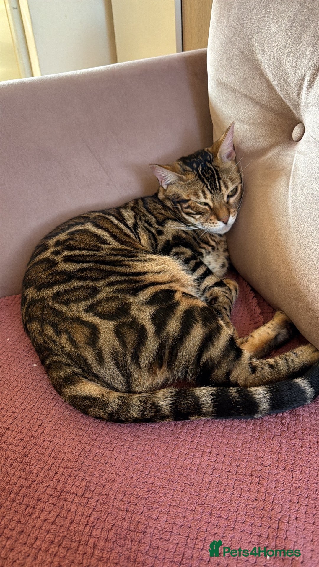 Bengal cats  1.5-year-old neutered bengal boy - Advert 1