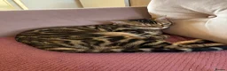 Bengal cats for sale:  1.5-year-old neutered bengal boy in London - Advert 1