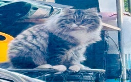 Scottish Fold cats for sale: Scotich fold long hair  - Image 1