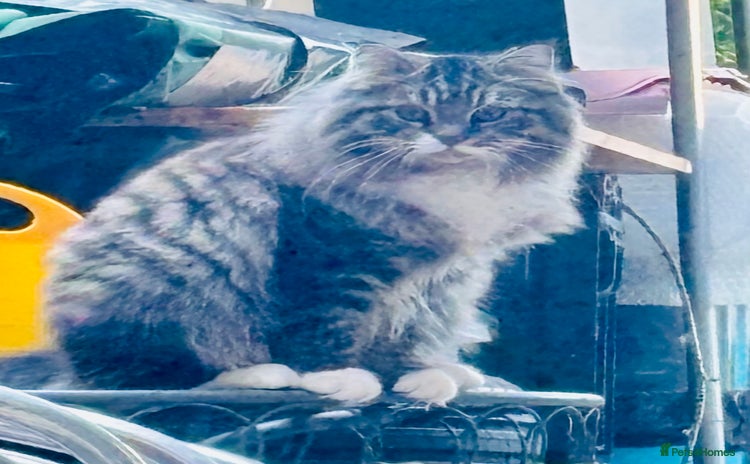 Scottish Fold cats - Advert 14