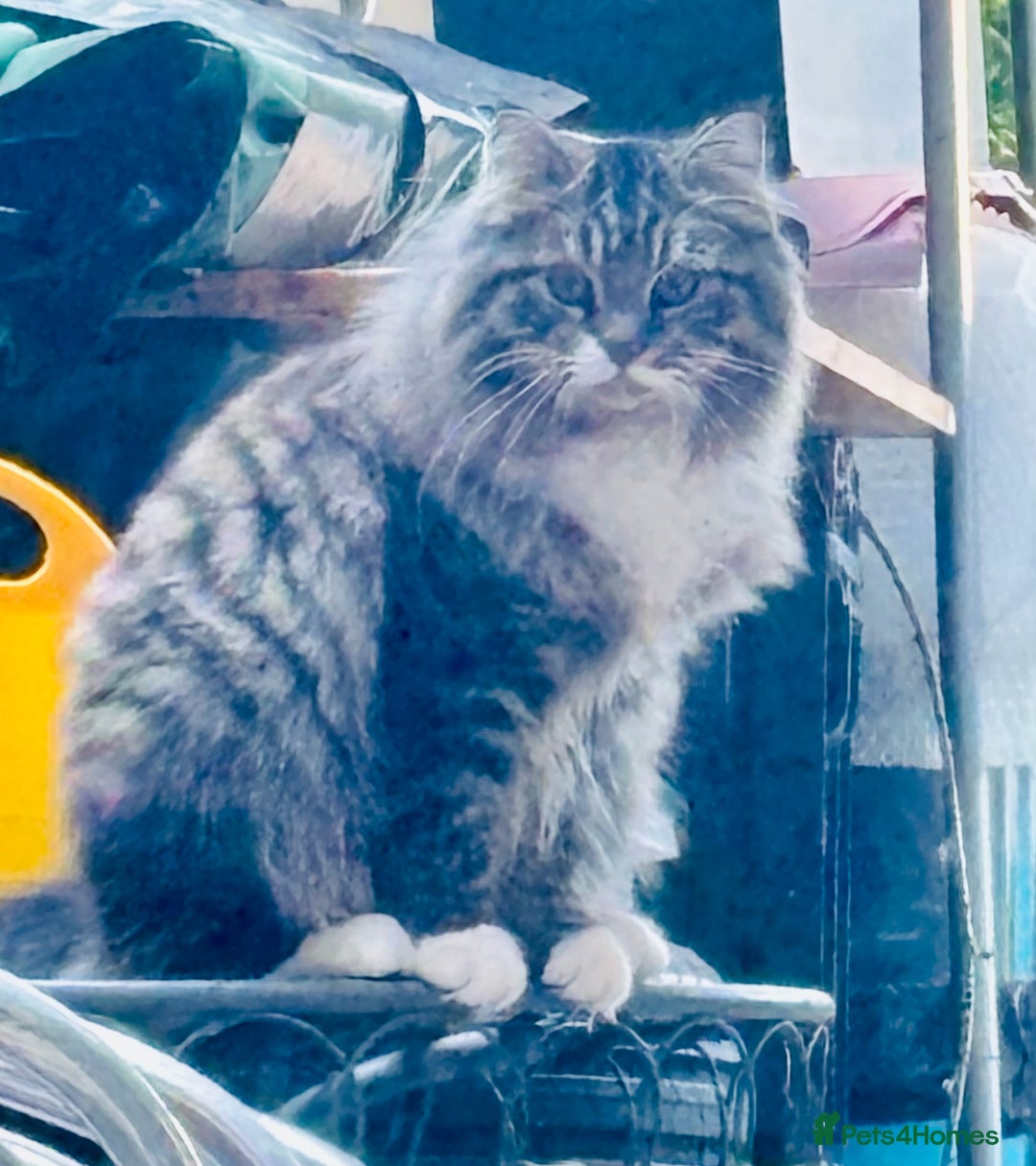 Scottish Fold cats for sale: Scotich fold long hair  - Image 1