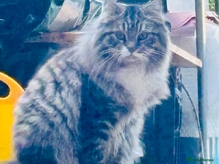 Scottish Fold cats - Advert 3