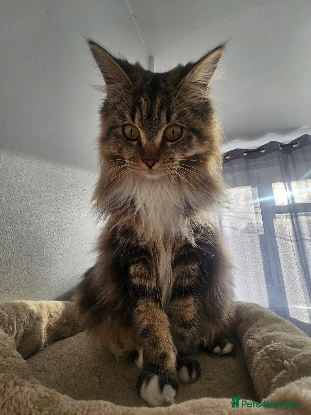 Maine Coon cats for sale: MAINE COON MIA  - Advert 7